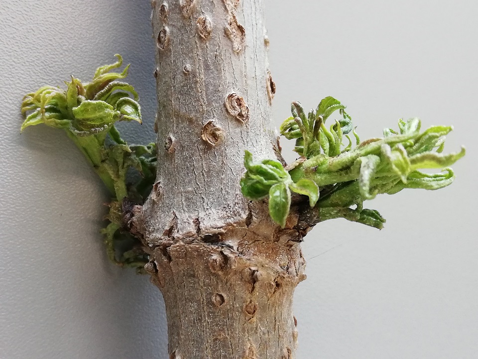 Hutter_20210426_Gallmilbenschäden (4zu3).jpg